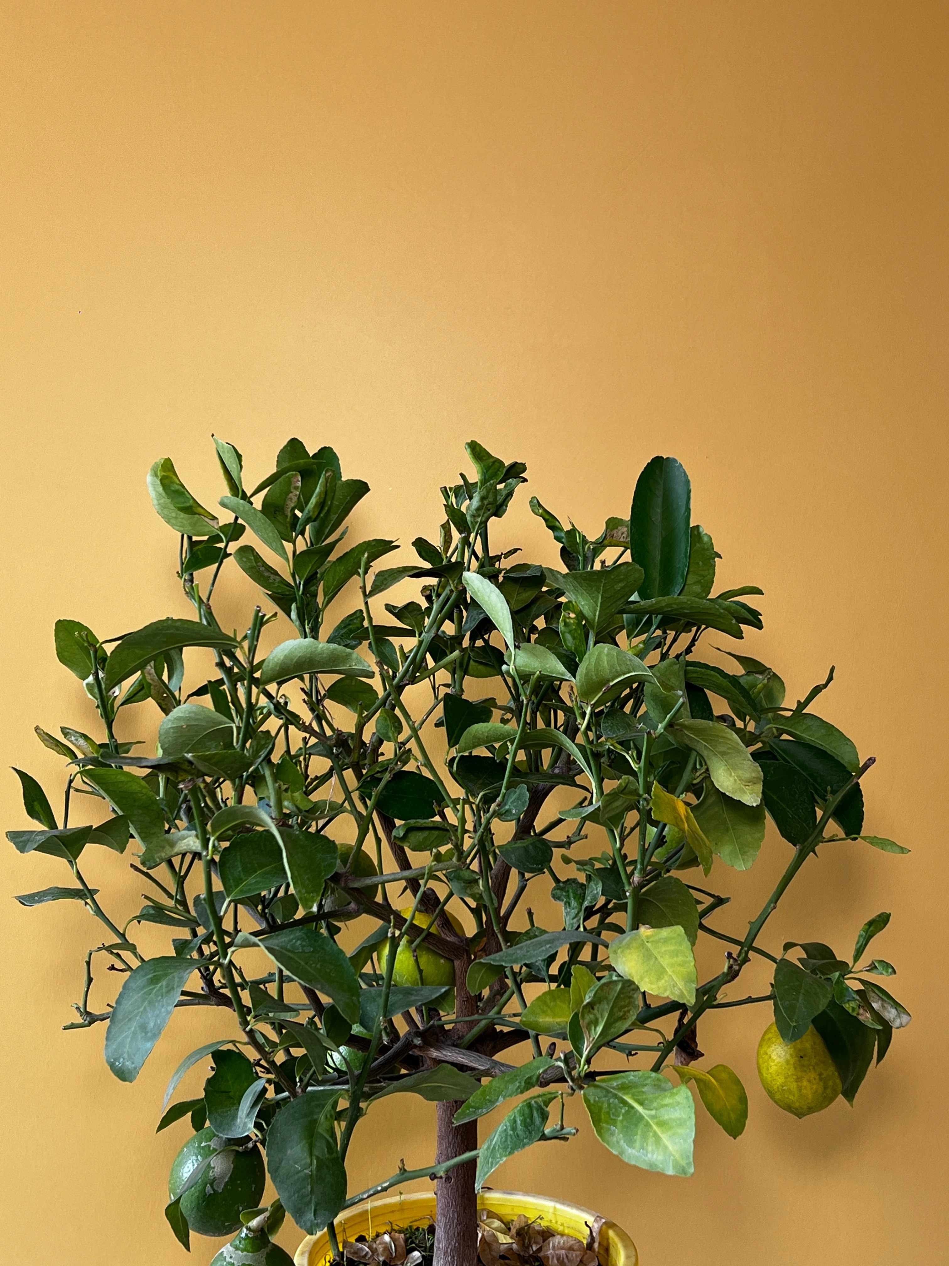 Orta Boy Limon Ağacı (Citrus limon)