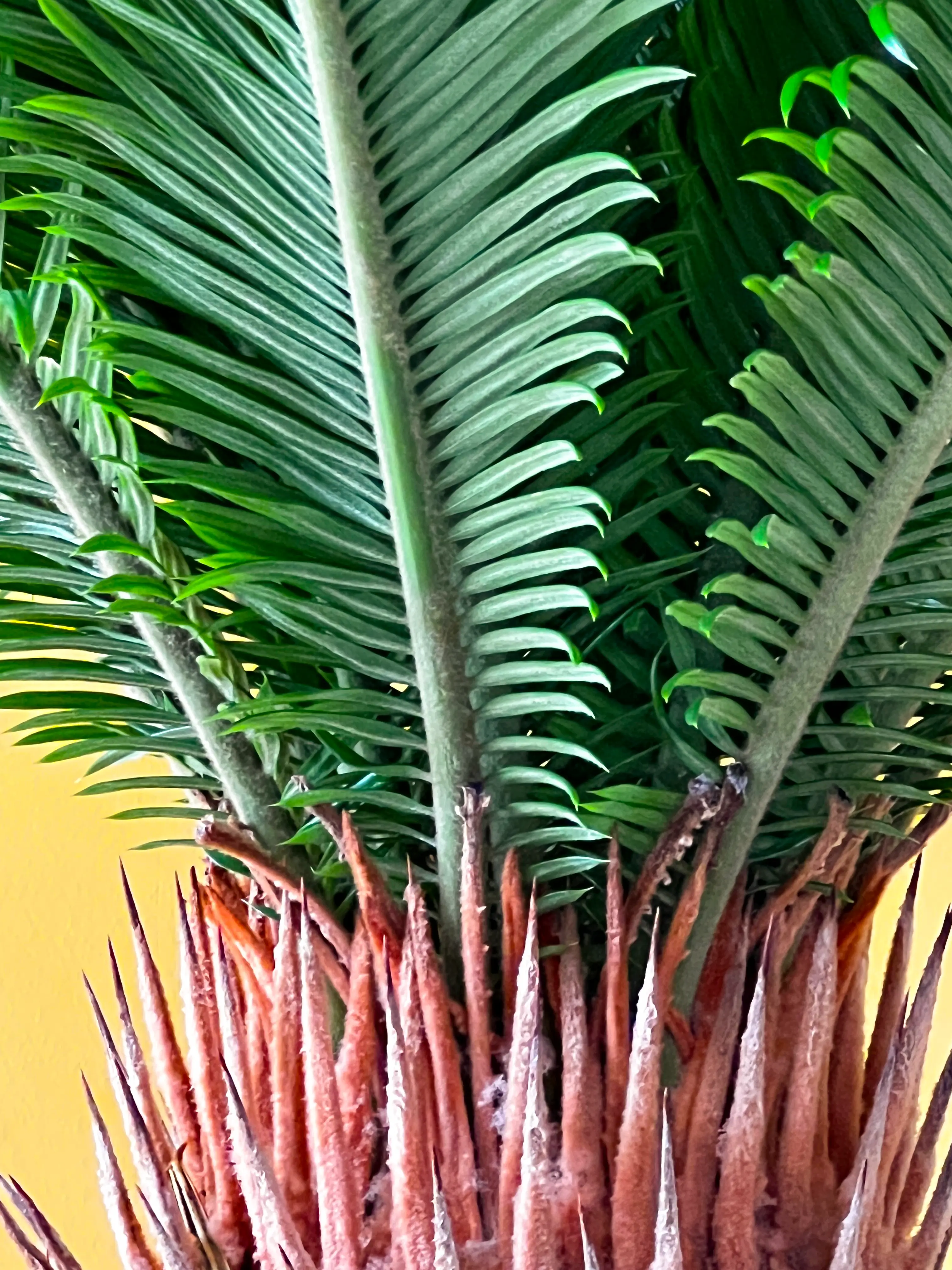Cycas (Japon Hurması)