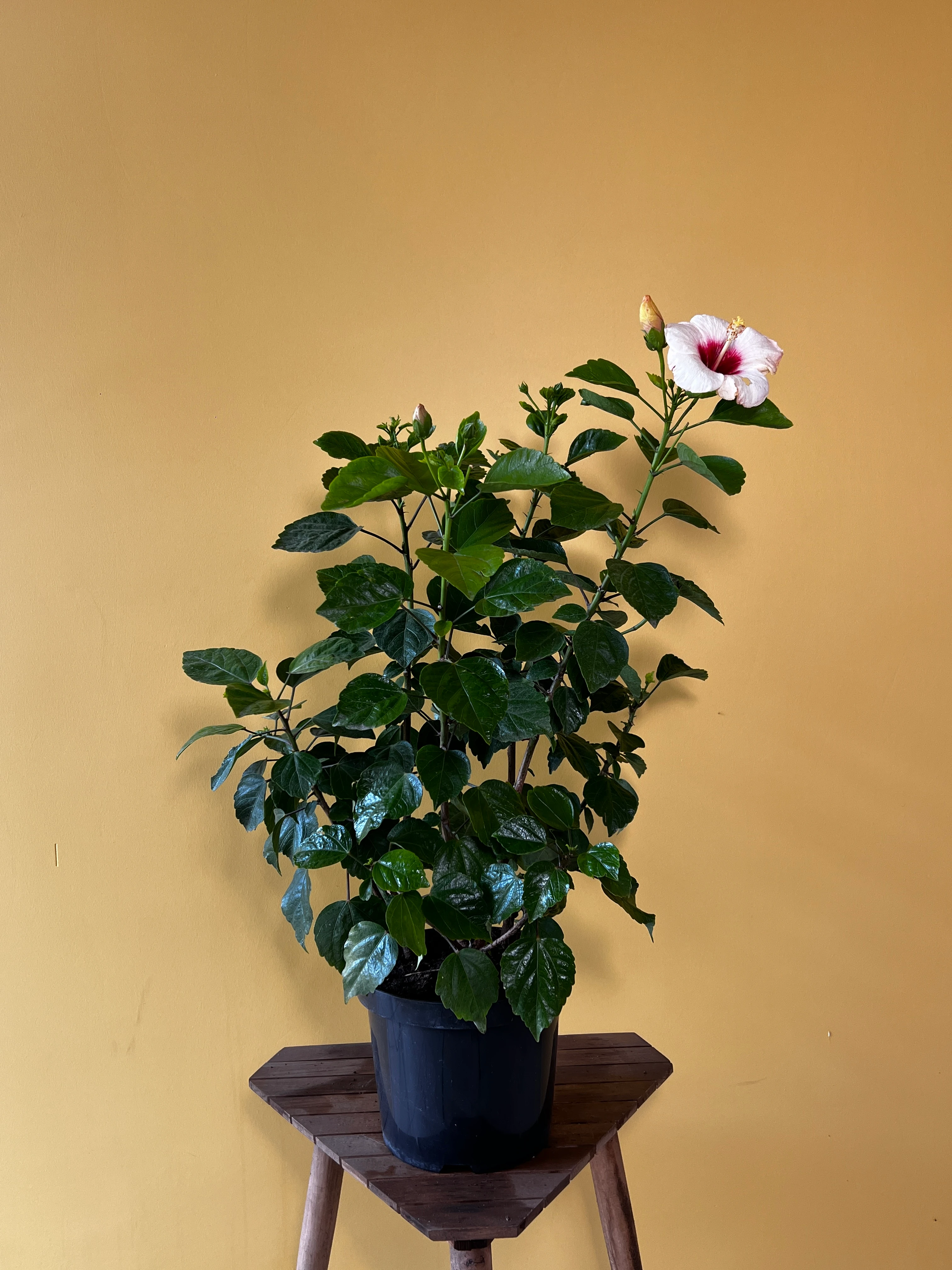 Japon Gülü (Hibiscus rosa-sinensis)