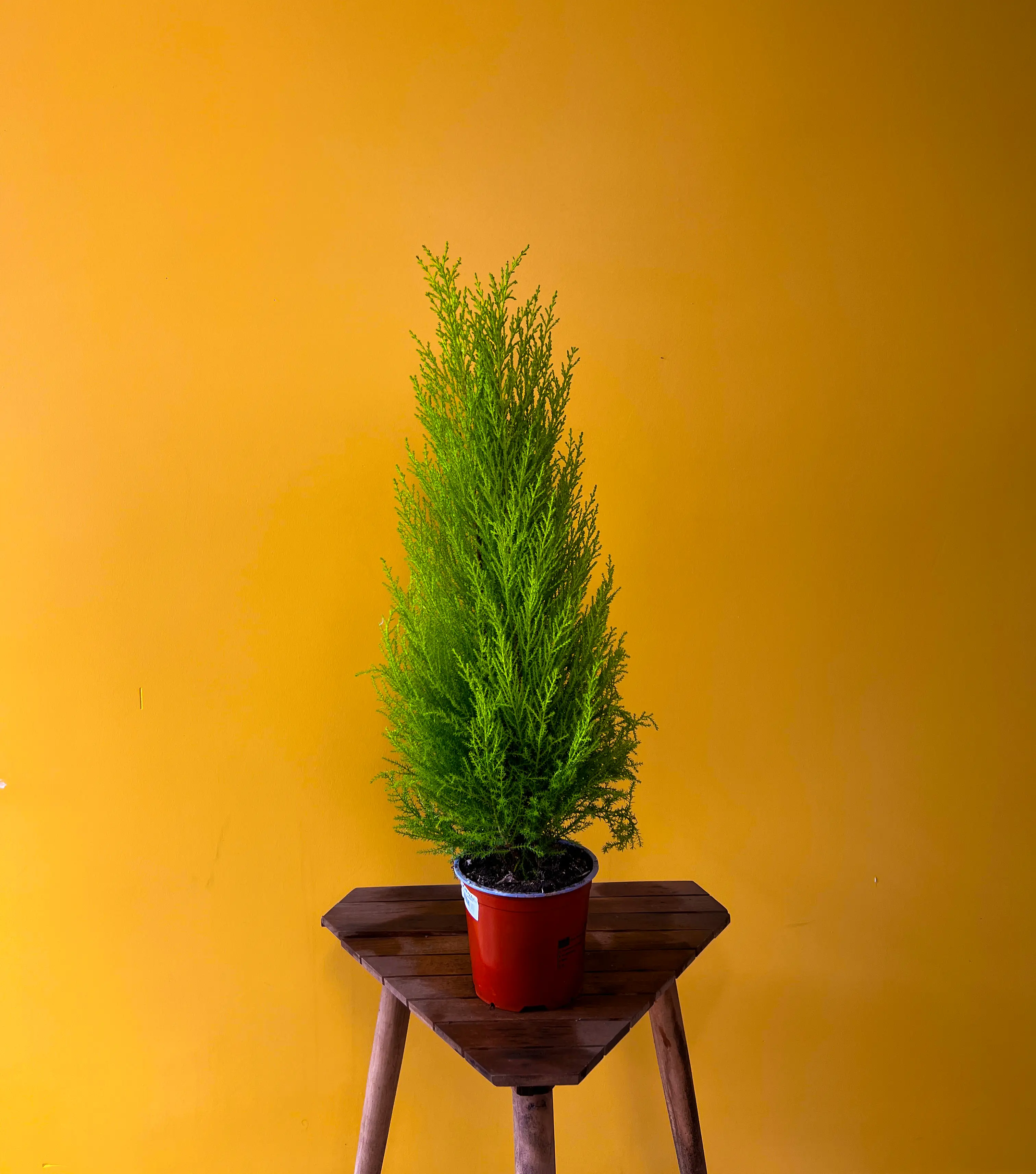 Limoni Selvi (‘Goldcrest’)