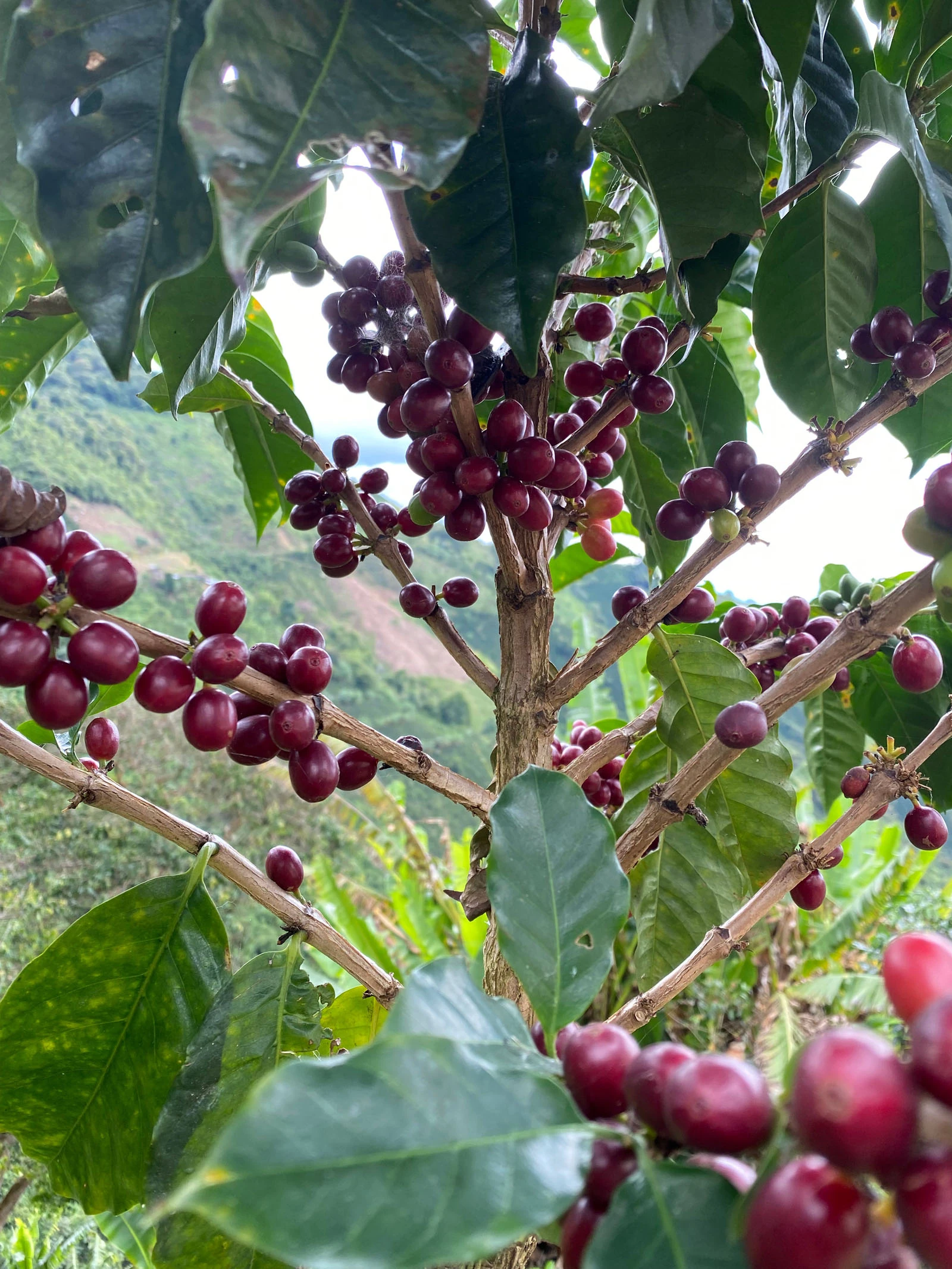 Colombia Regional Valparaiso Natural