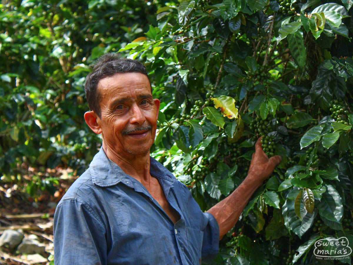 Honduras El Jardín Parainema Honey