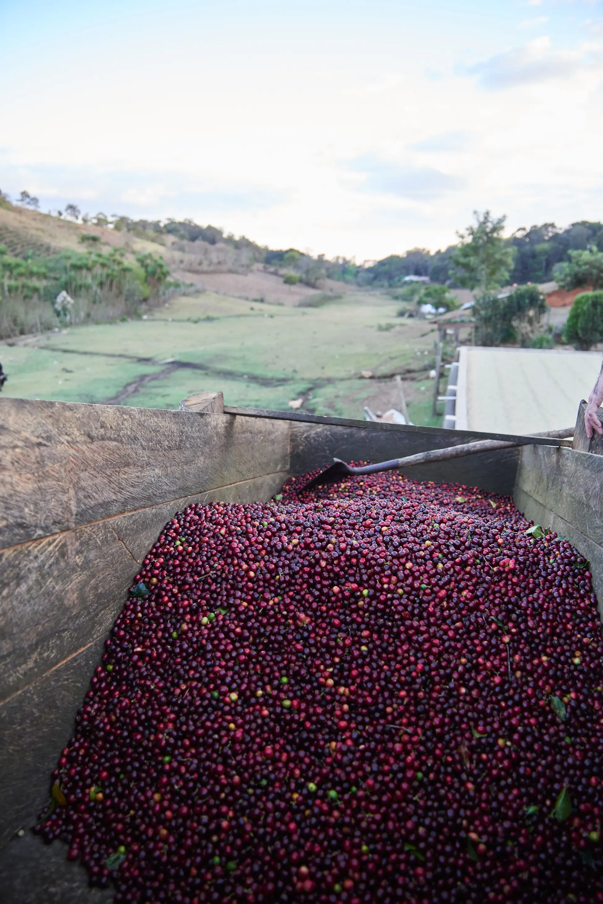 Honduras El Jardín Parainema Honey