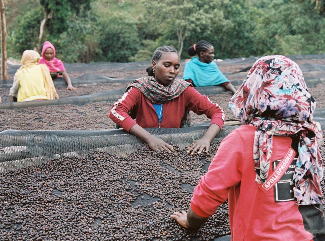 Ethiopia Gara Agena Microlot