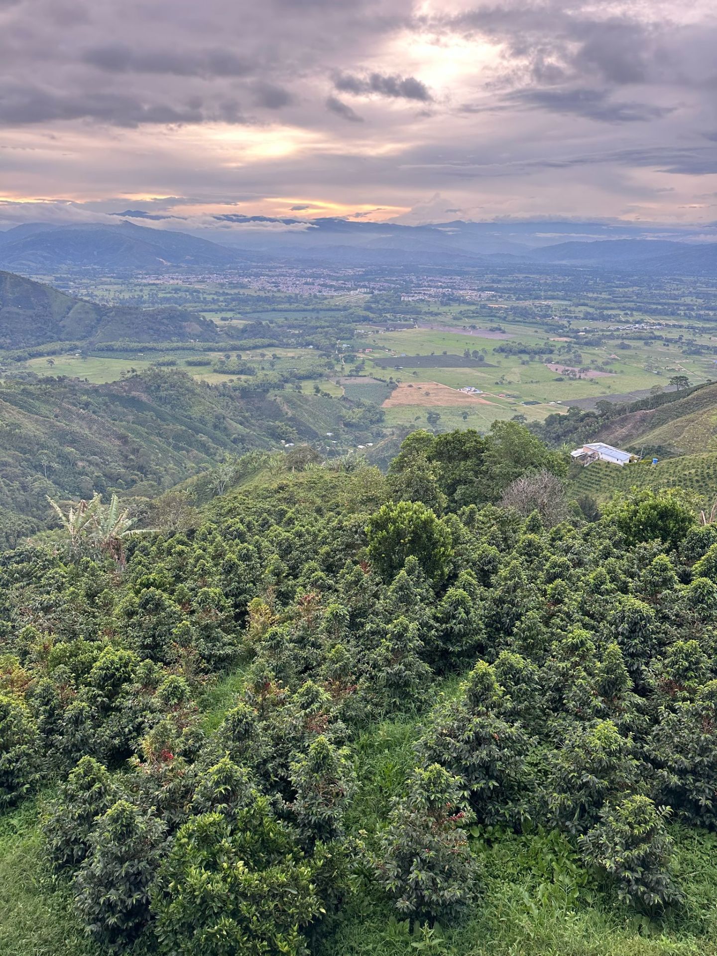 Colombia Monteblanco Nectar Citrilus