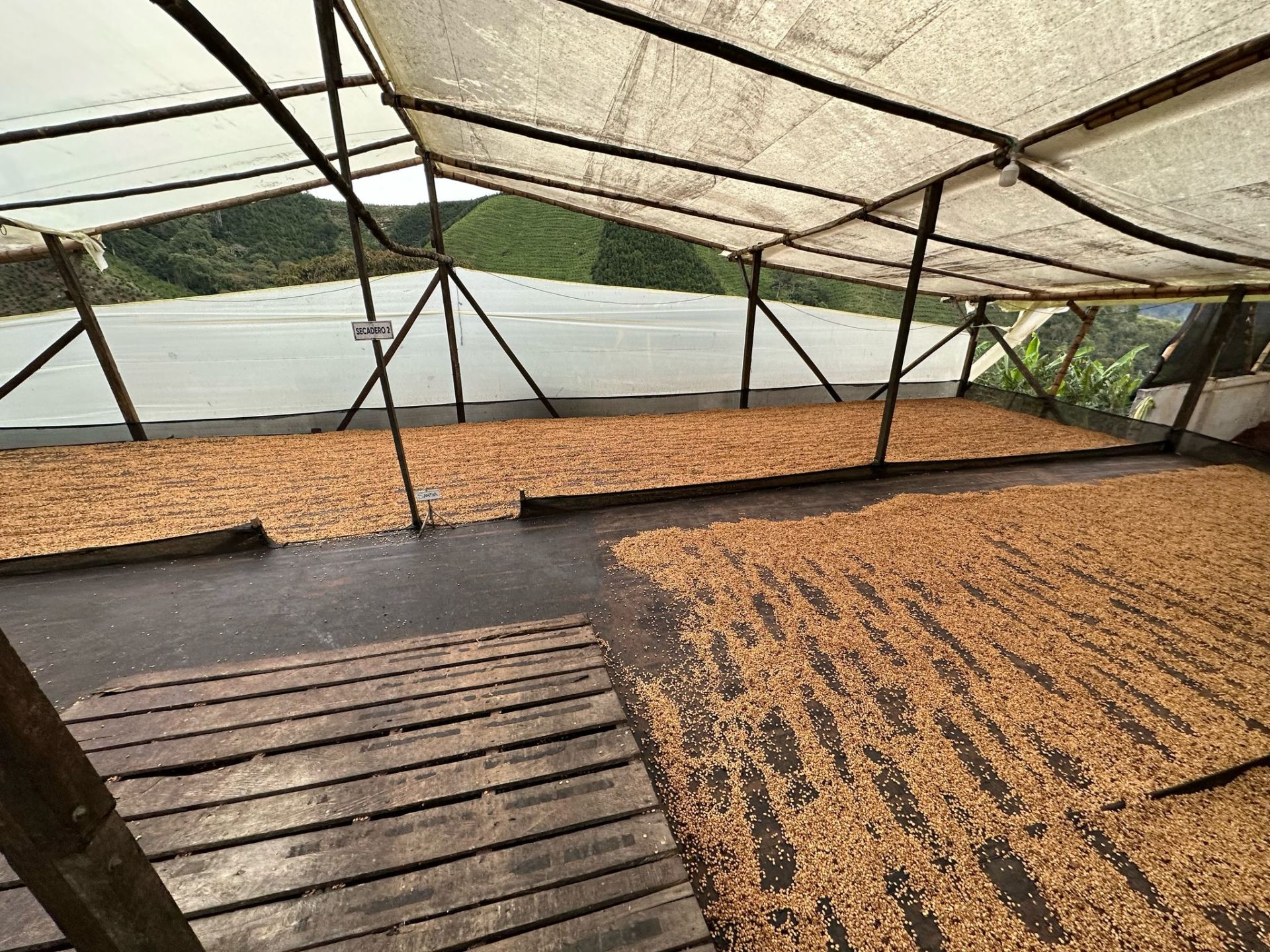 Colombia Monteblanco Nectar Citrilus