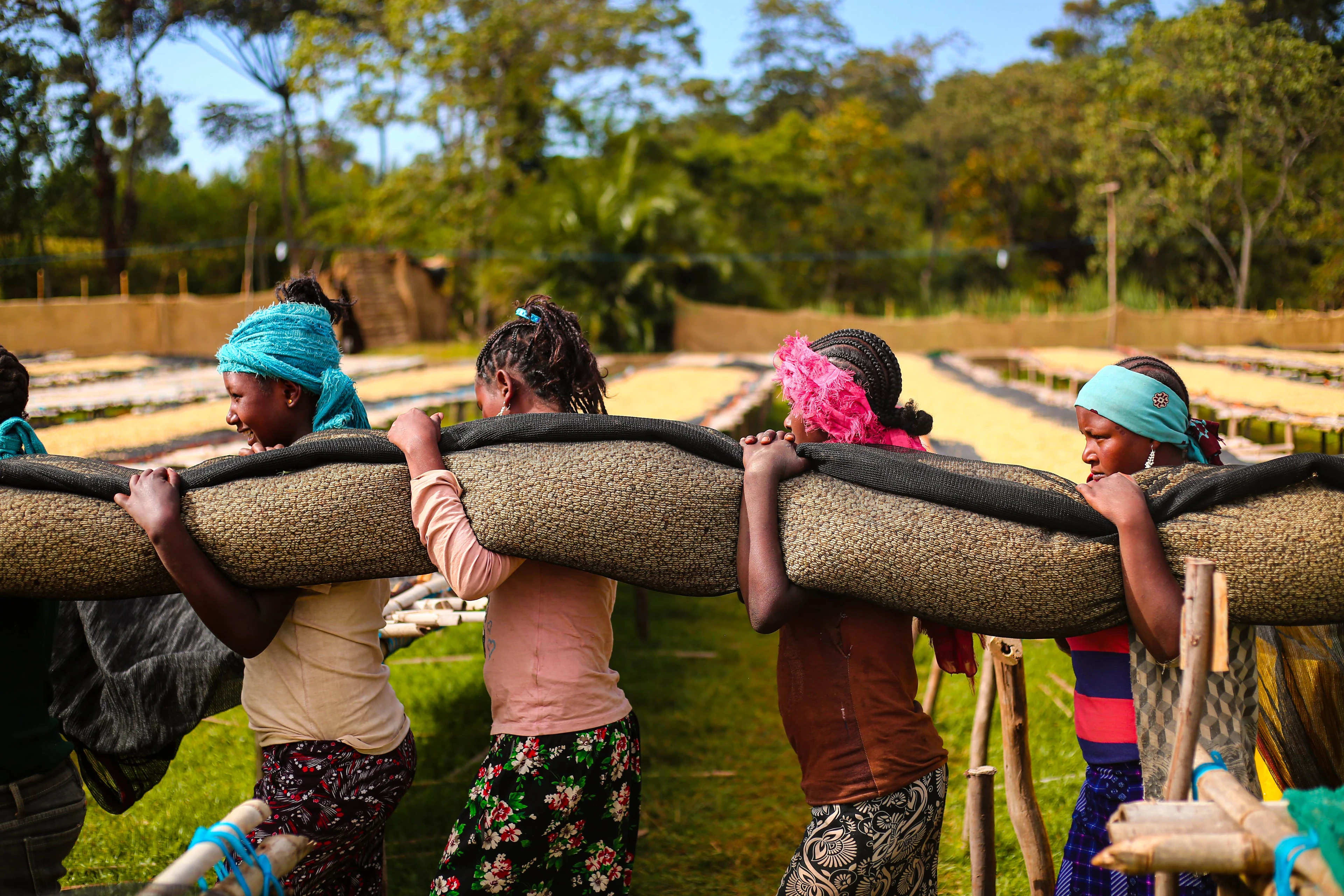 Ethiopia Gara Agena Microlot