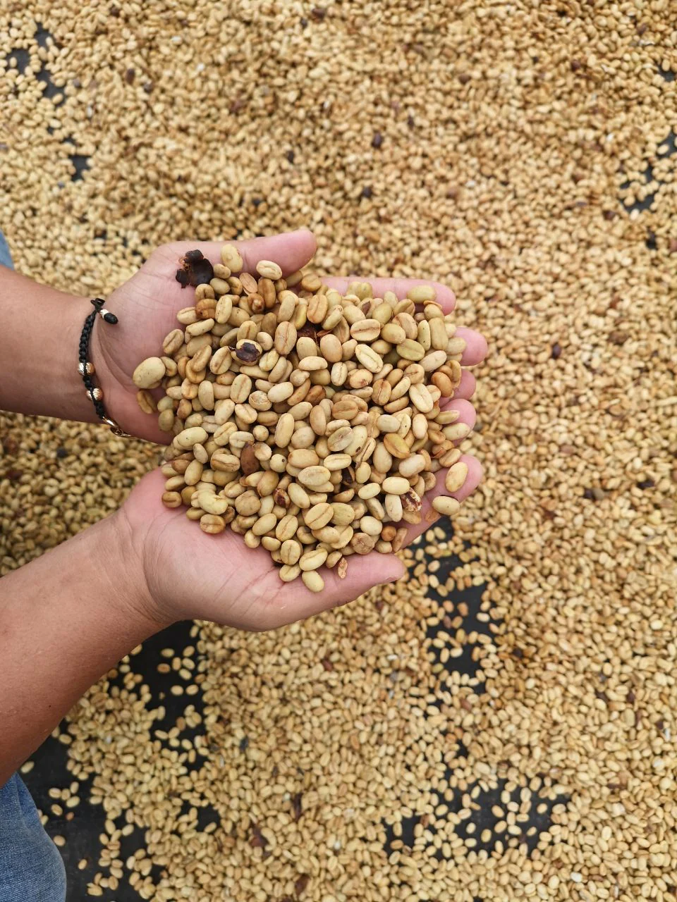 Colombia El Progreso Carbonic Maceration