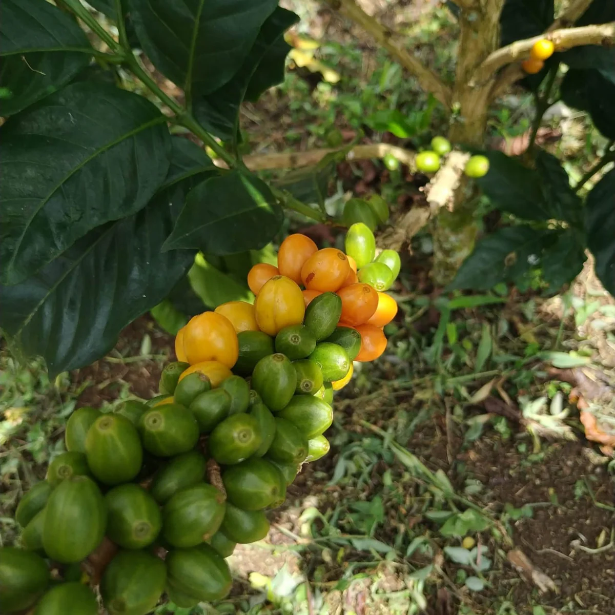 Colombia END Magdalena Washed