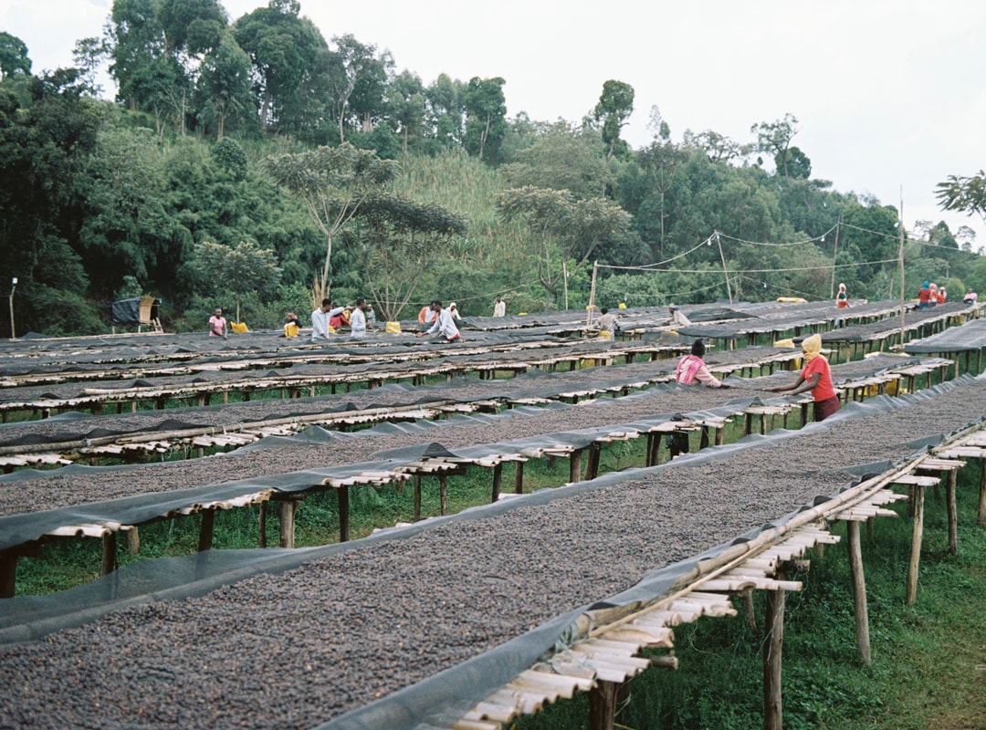 Ethiopia Gara Agena Microlot