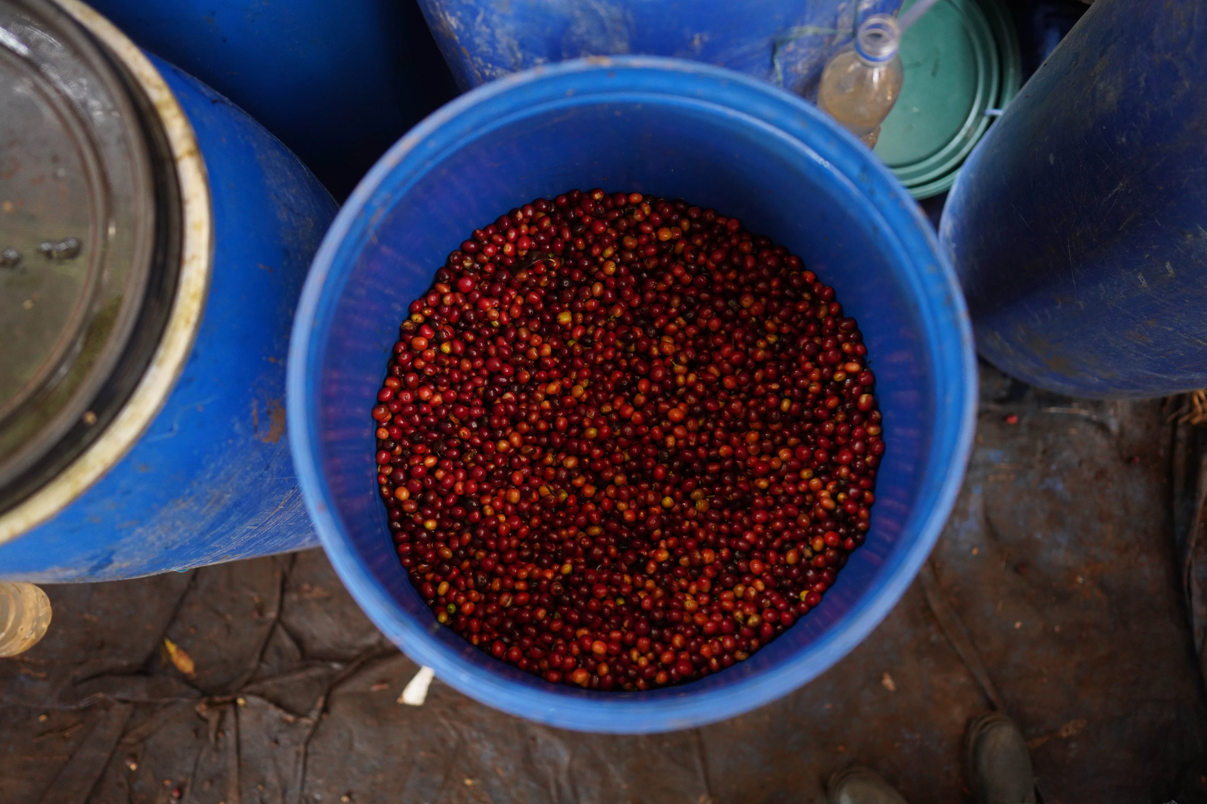 Ethiopia Gara Agena Microlot