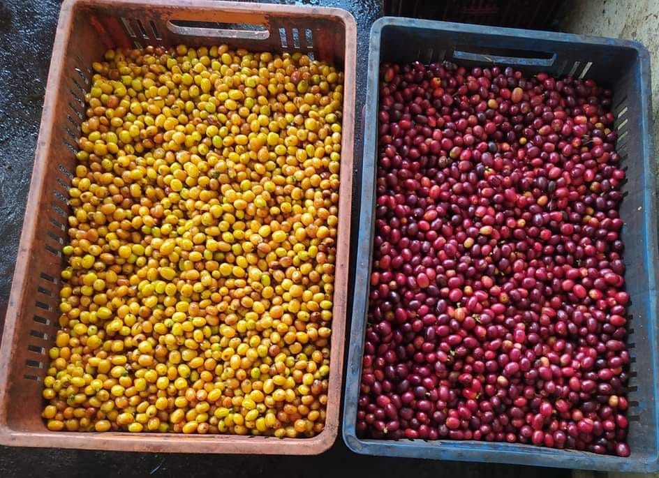 Colombia END Magdalena Washed