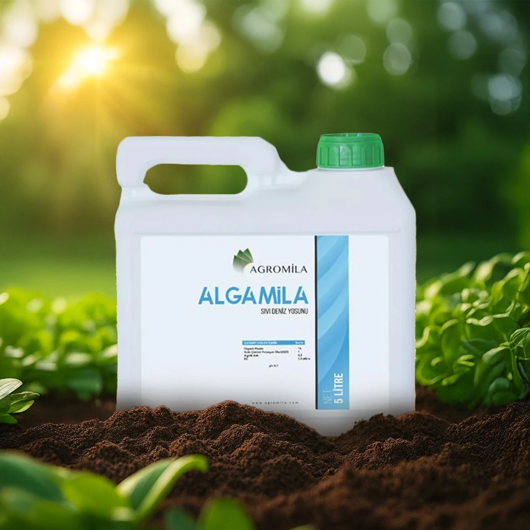 ALGAMİLA