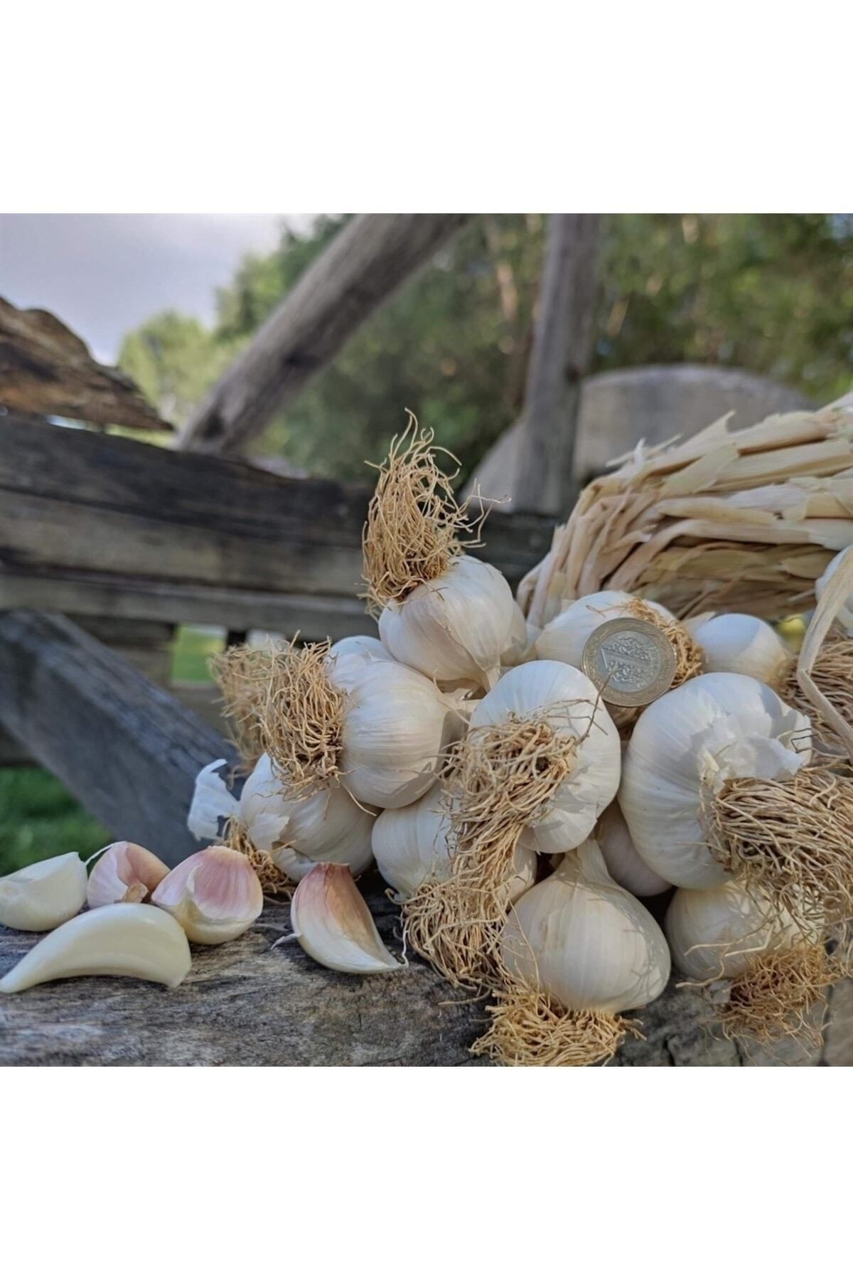 Kastamonu Taş Köprü Sarımsağı 1 Kg