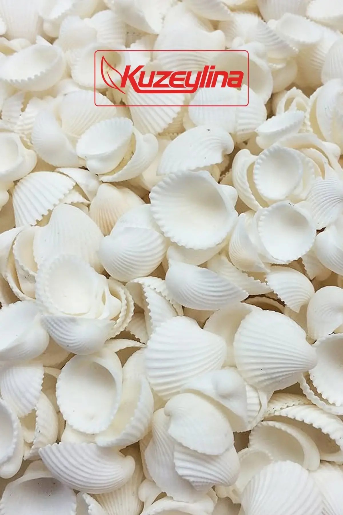 Deniz Kabuğu 500 gr Paket Clam Rose Cochles -orta