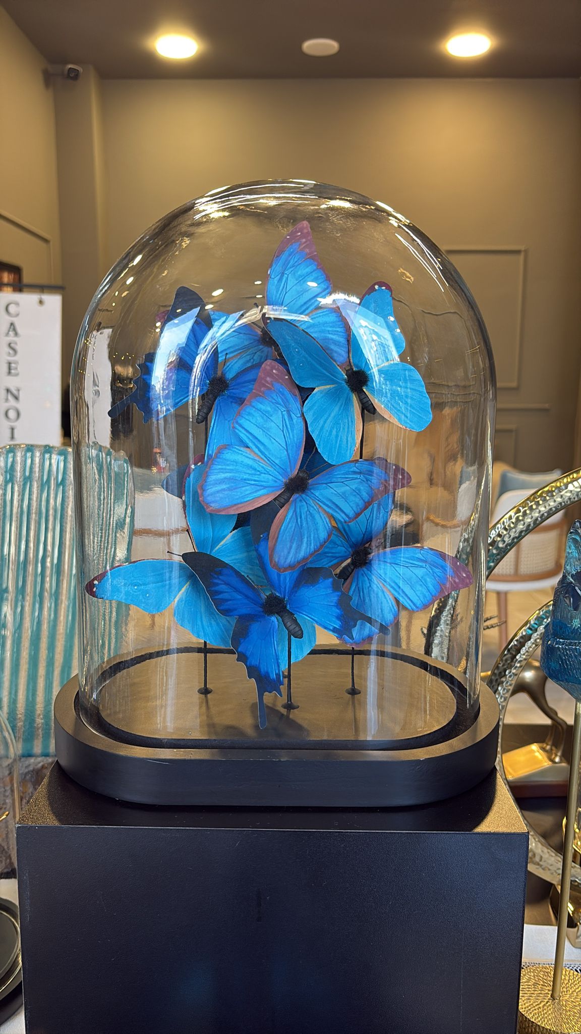 kelebek fanus büyük boy