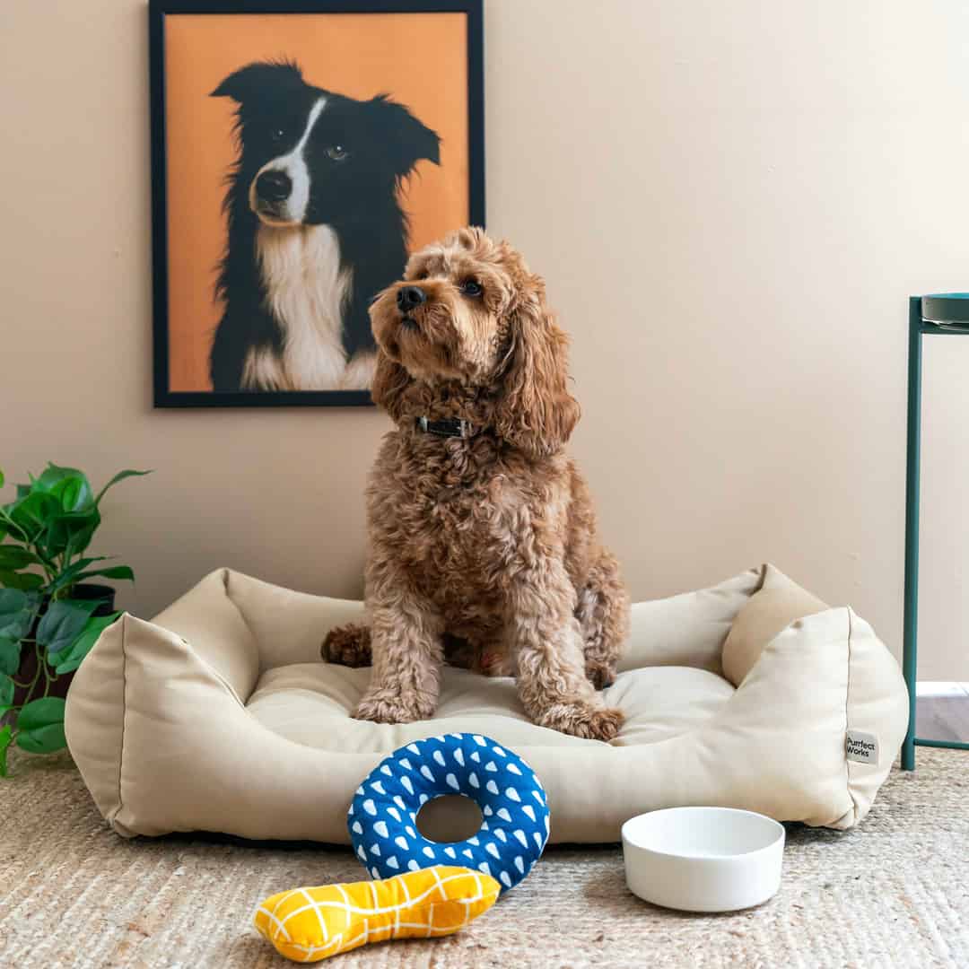 CornerBed Kedi & Köpek Yatağı (Limited) - Iced Latte