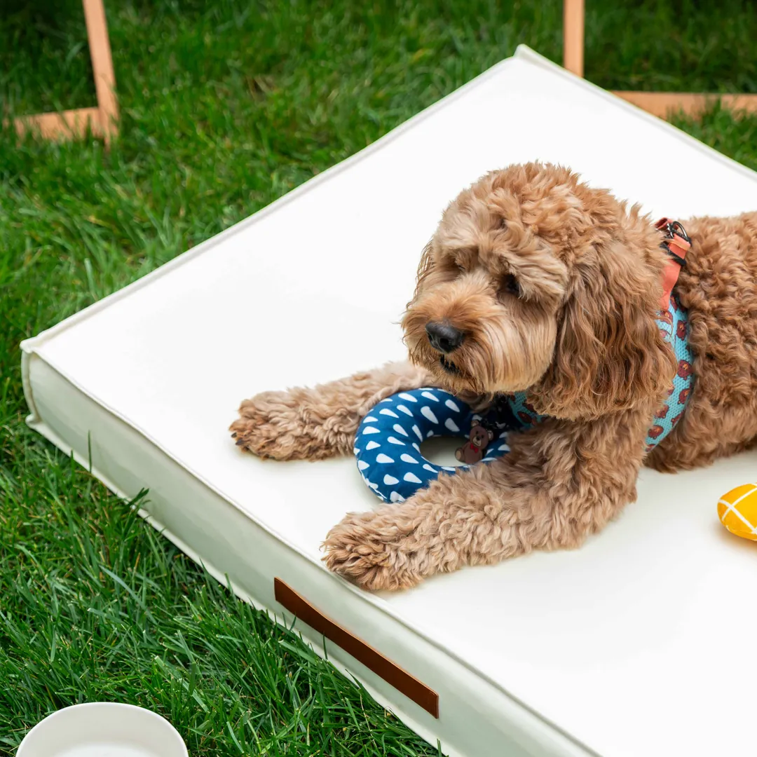 FlexBed Kedi & Köpek Yatağı - Sun Cream