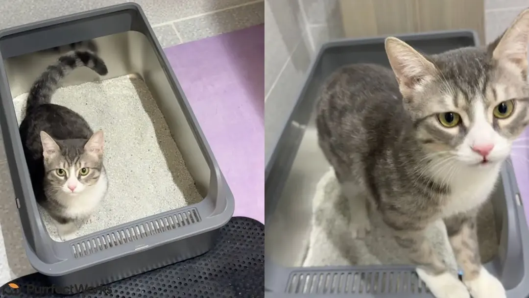 kedi kumu neye konur