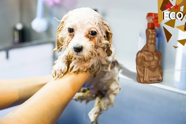 Evcil Hayvan Şampuanı