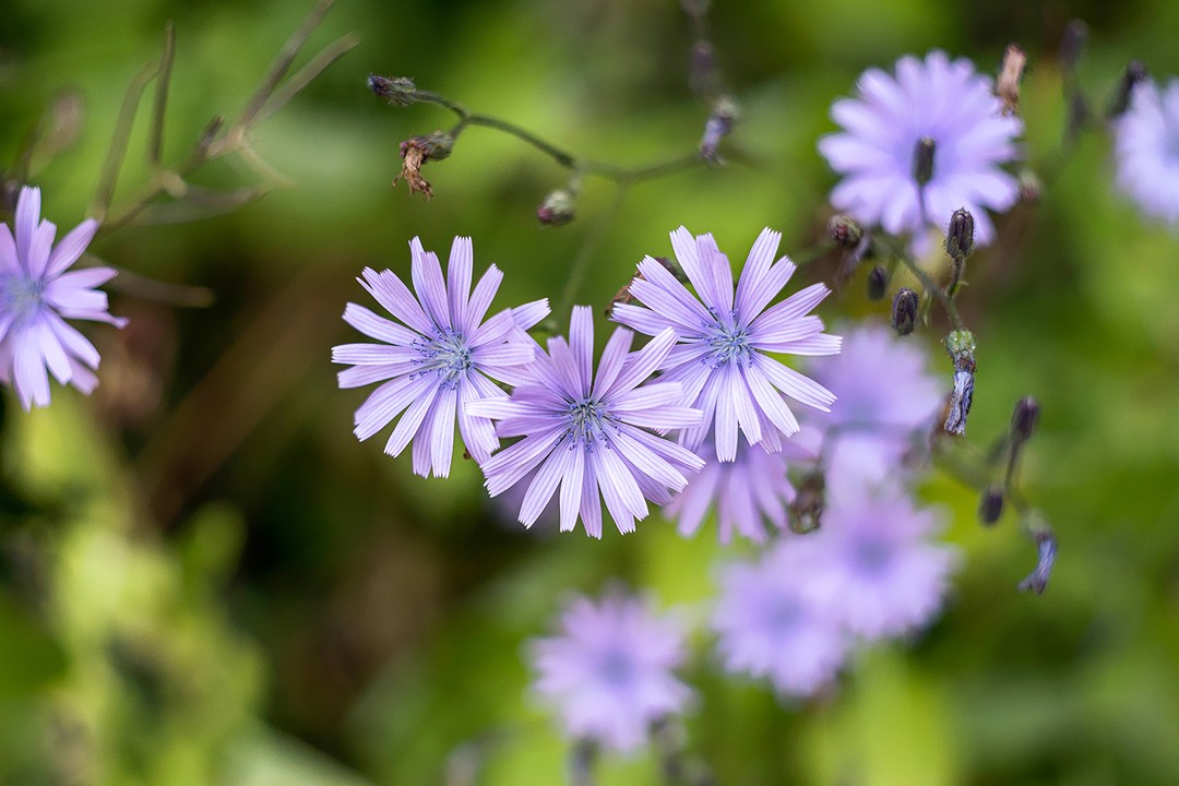 İnülin, Orta Avrupa'da en yaygın yabani bitkilerden biri olan ve mavi çiçekleriyle birçok insanı memnun eden hindiba (Cichorium intybus) köklerinden elde edilir.