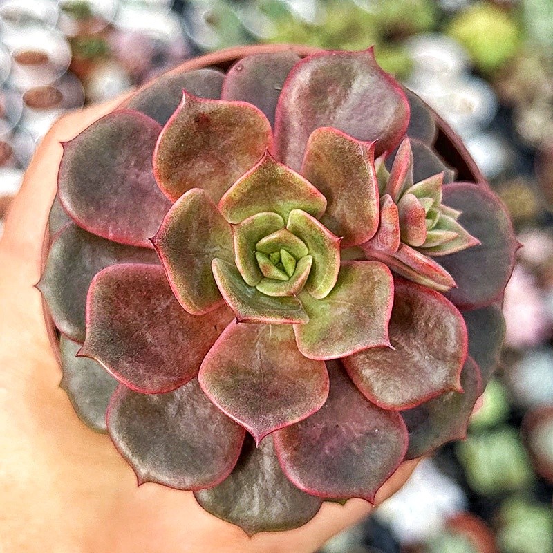 Echeveria Vampire Ball Red 8,5 cm