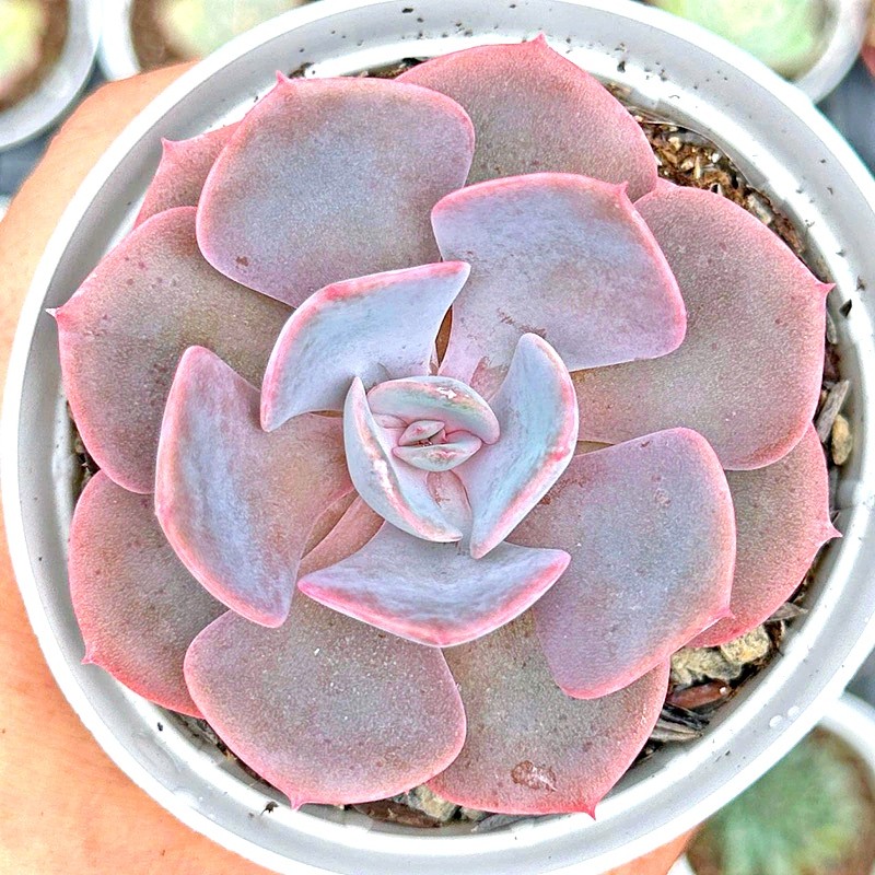 Echeveria Dusty Rose