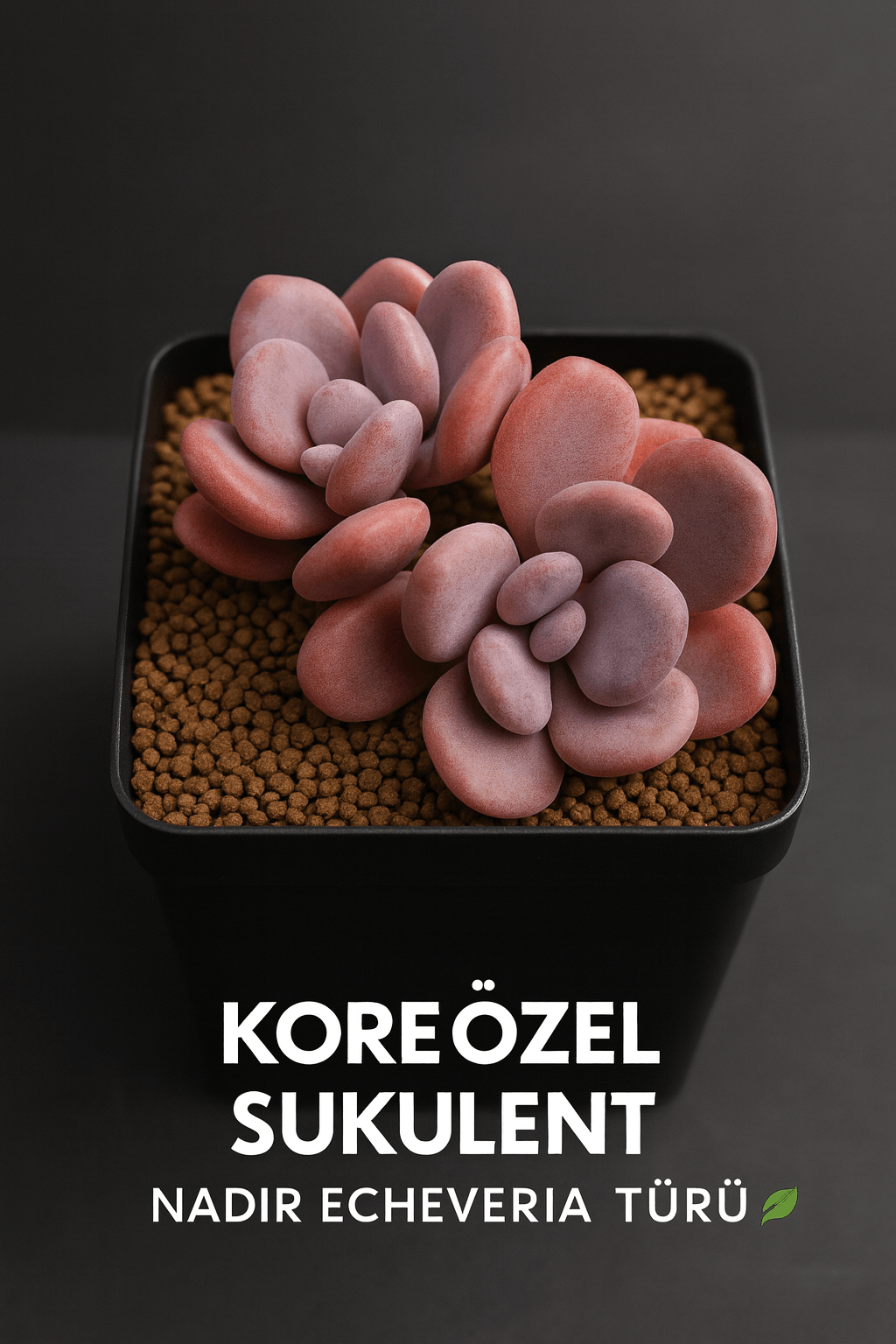 Koreli Sukulent Echeveria Cinderella