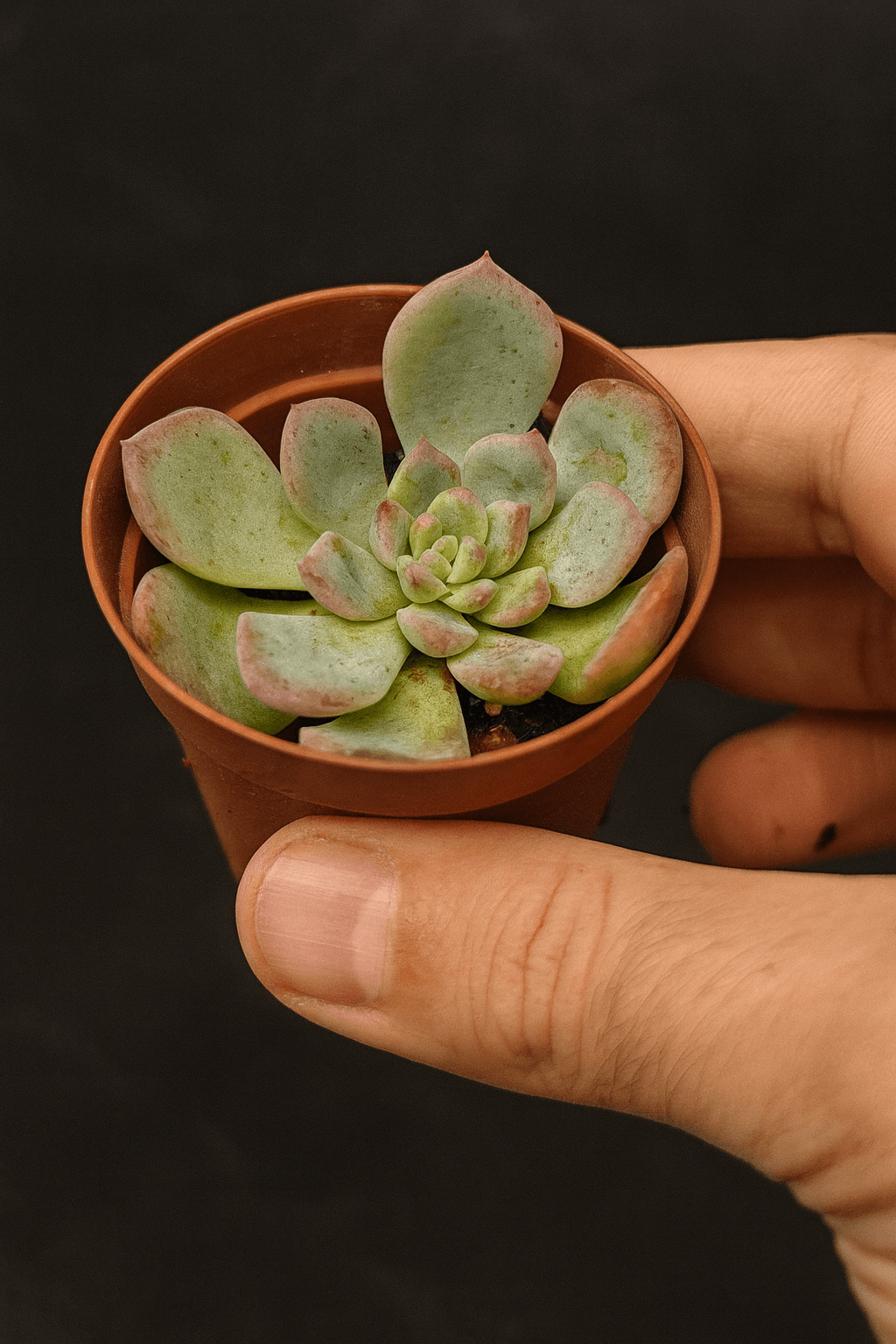 Koreli Sukulent Echeveria No: 02