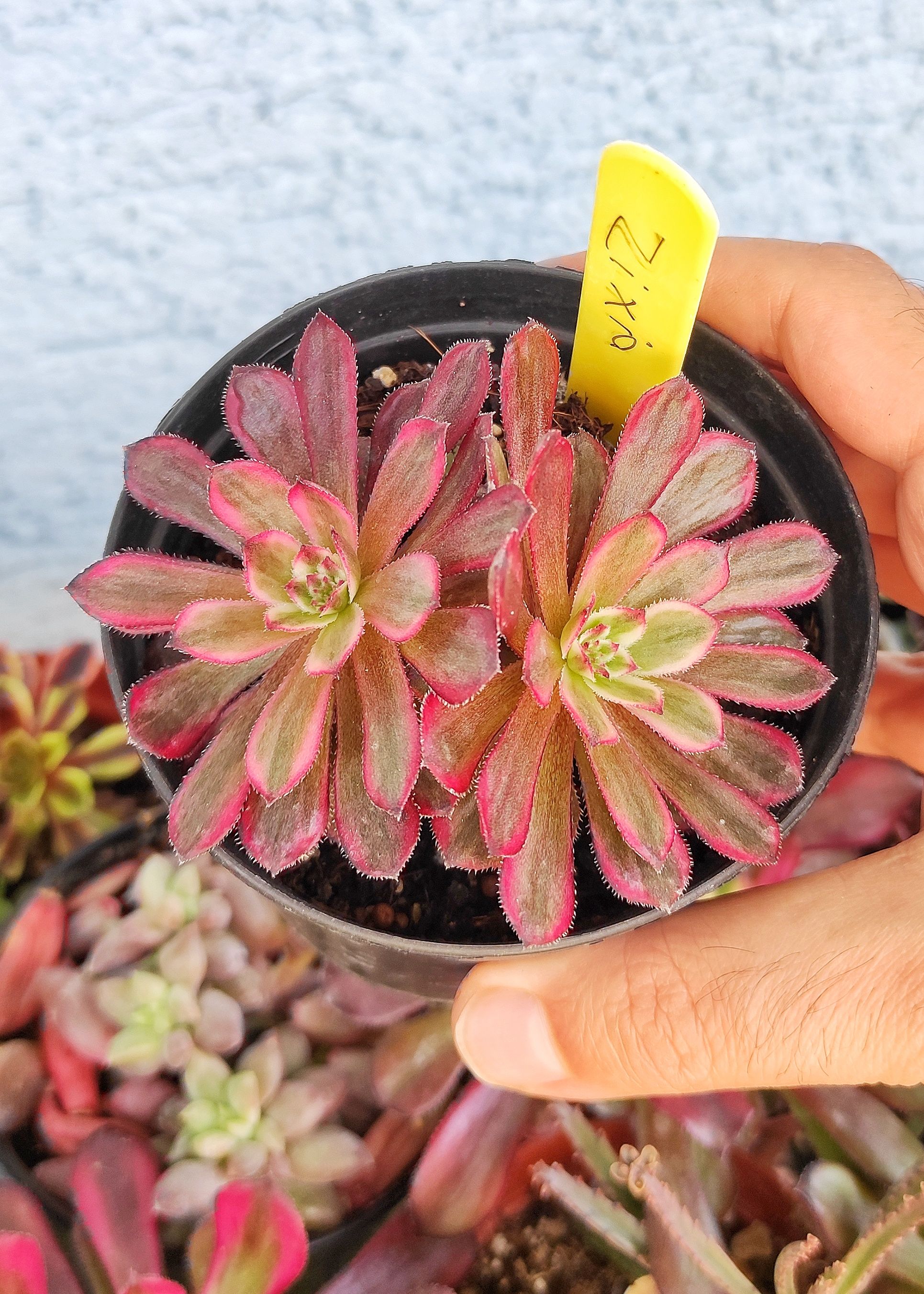 İthal Koreli Aeonium Zixia Çift Rozet 8,5 cm Saksı