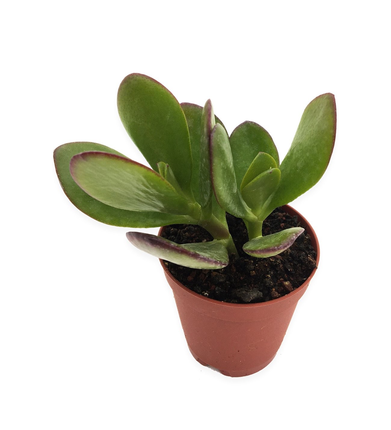 Crassula Ovata Para Ağacı