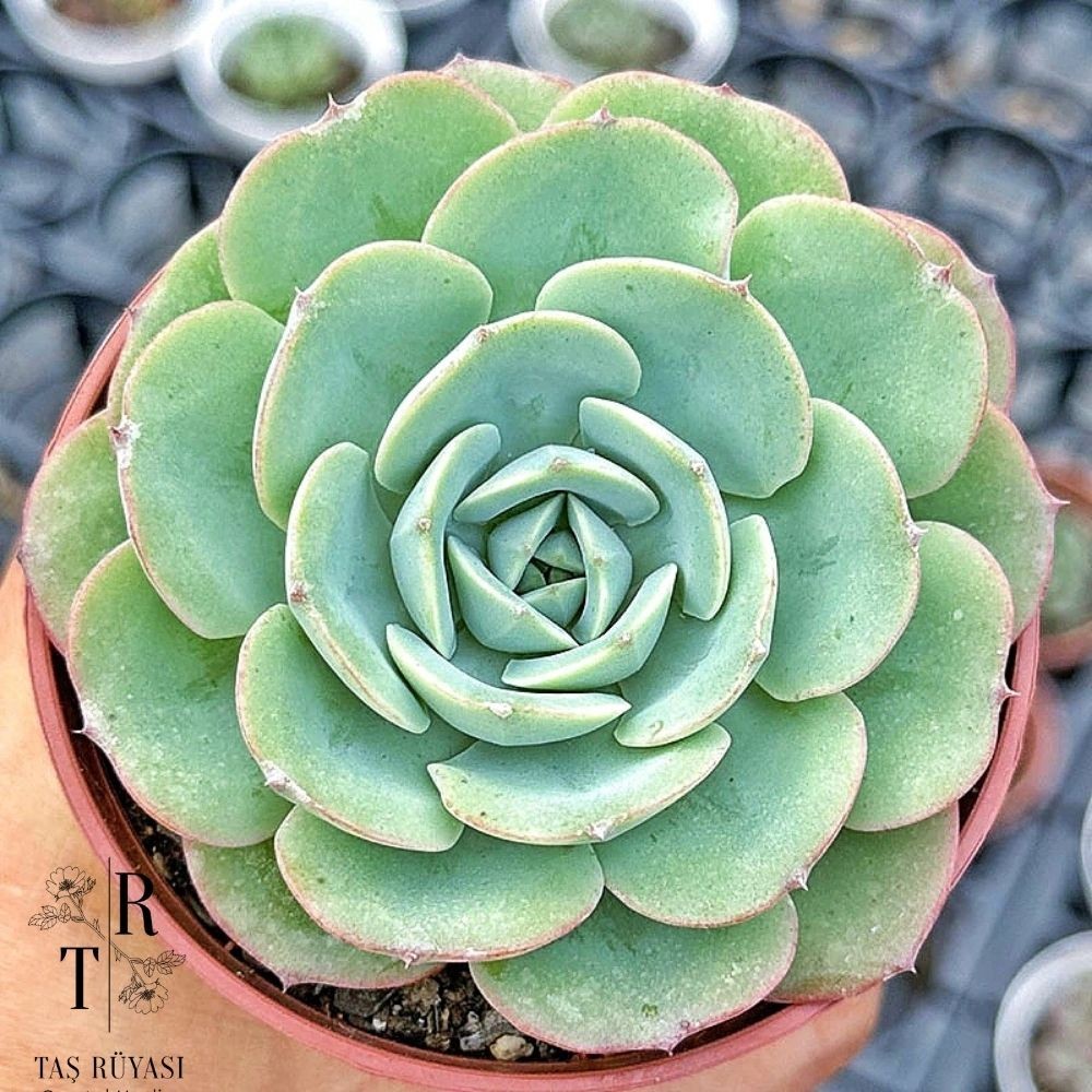 Echeveria Atlantist 8,5 cm 