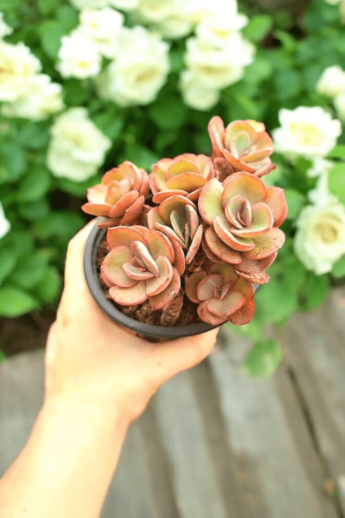 Echeveria Suyon 8,5 cm Saksıda 