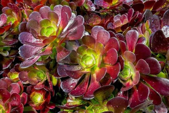 Aeonium Velour 10,5 cm Saksı 