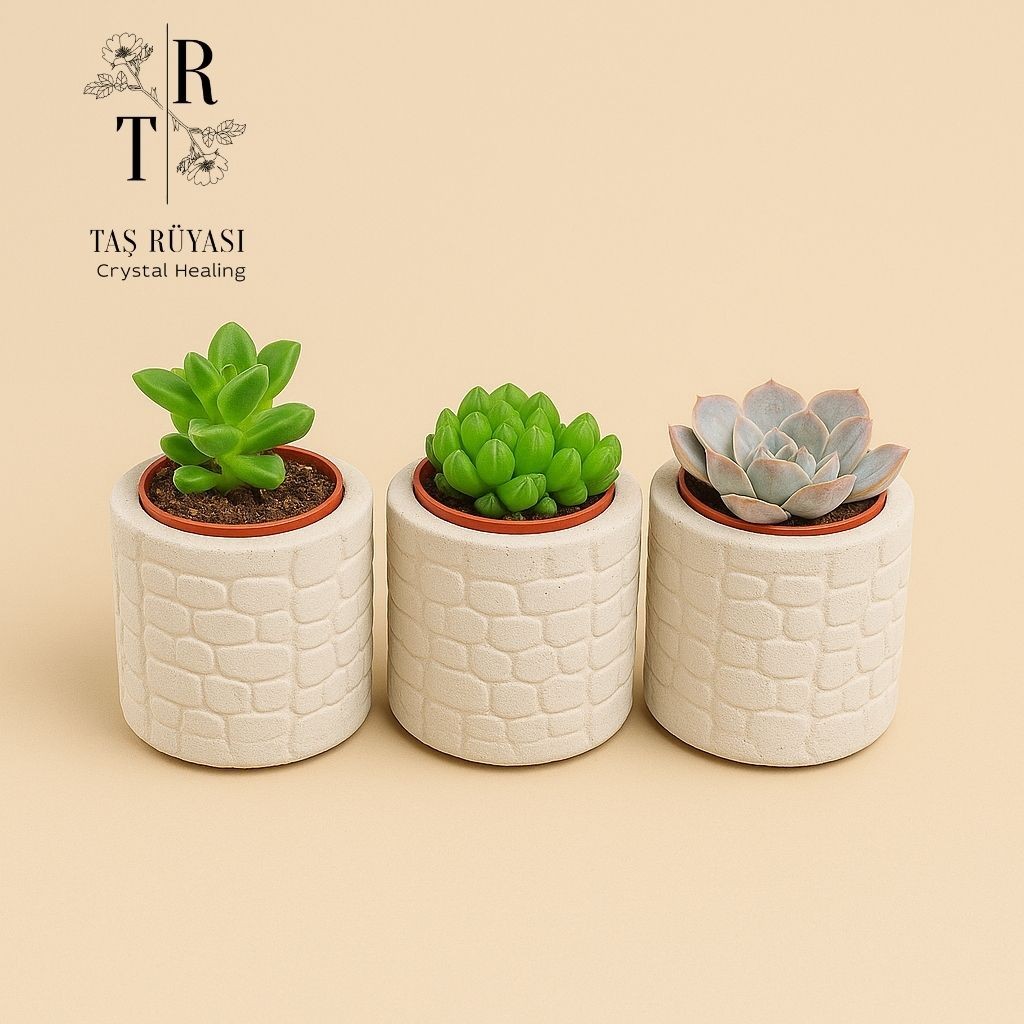 3'lü Beton Saksılı Sukulent Set