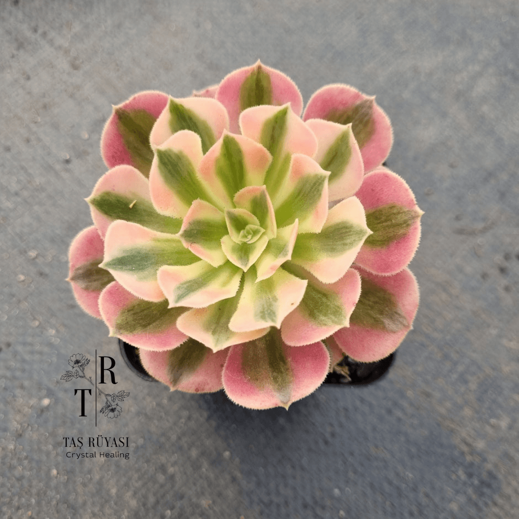 Aeonium Pink Witch  8,5 cm Saksıda