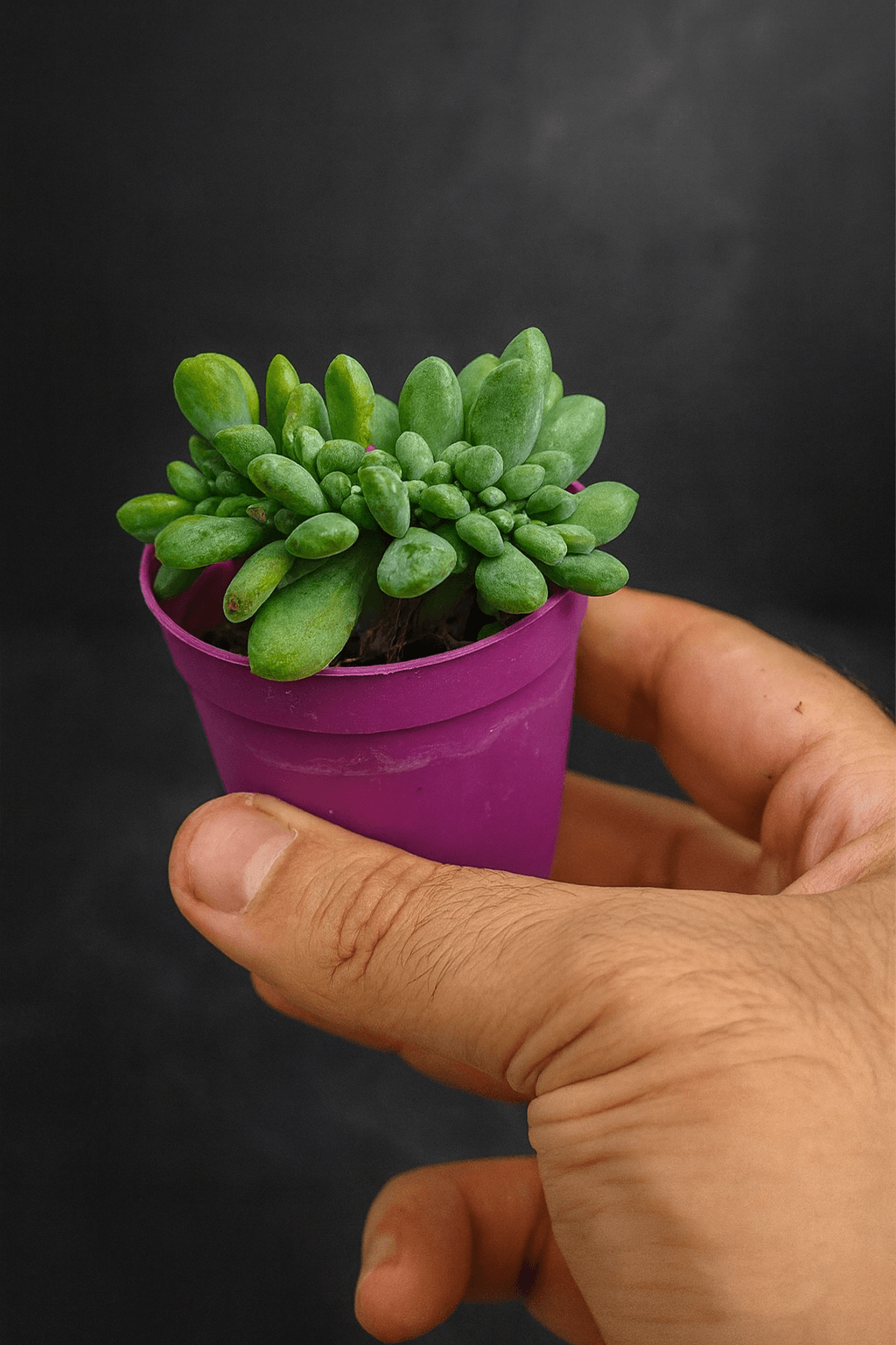 Pachyphytum Compactum Koreli Özel Tür