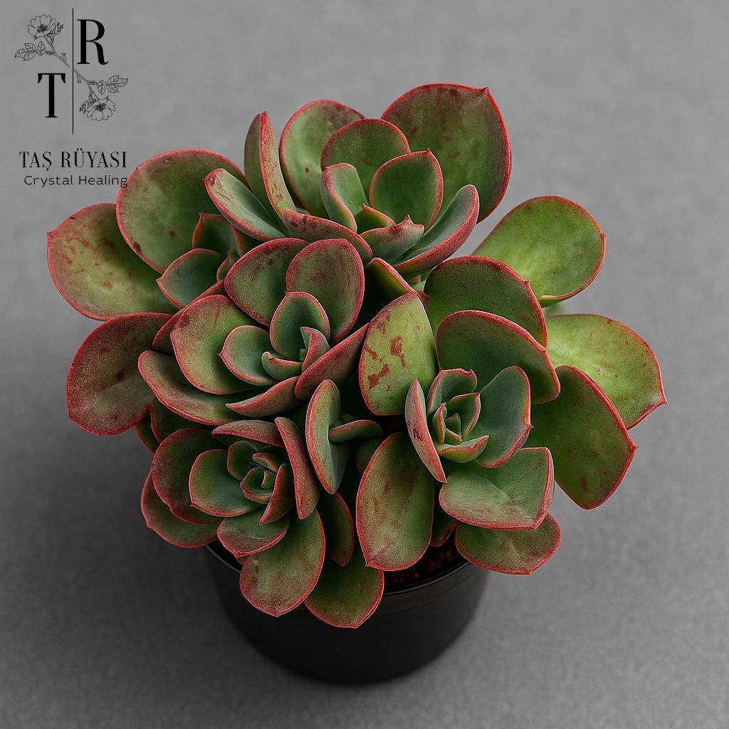 Echeveria Suyon Frill Koreli Tür