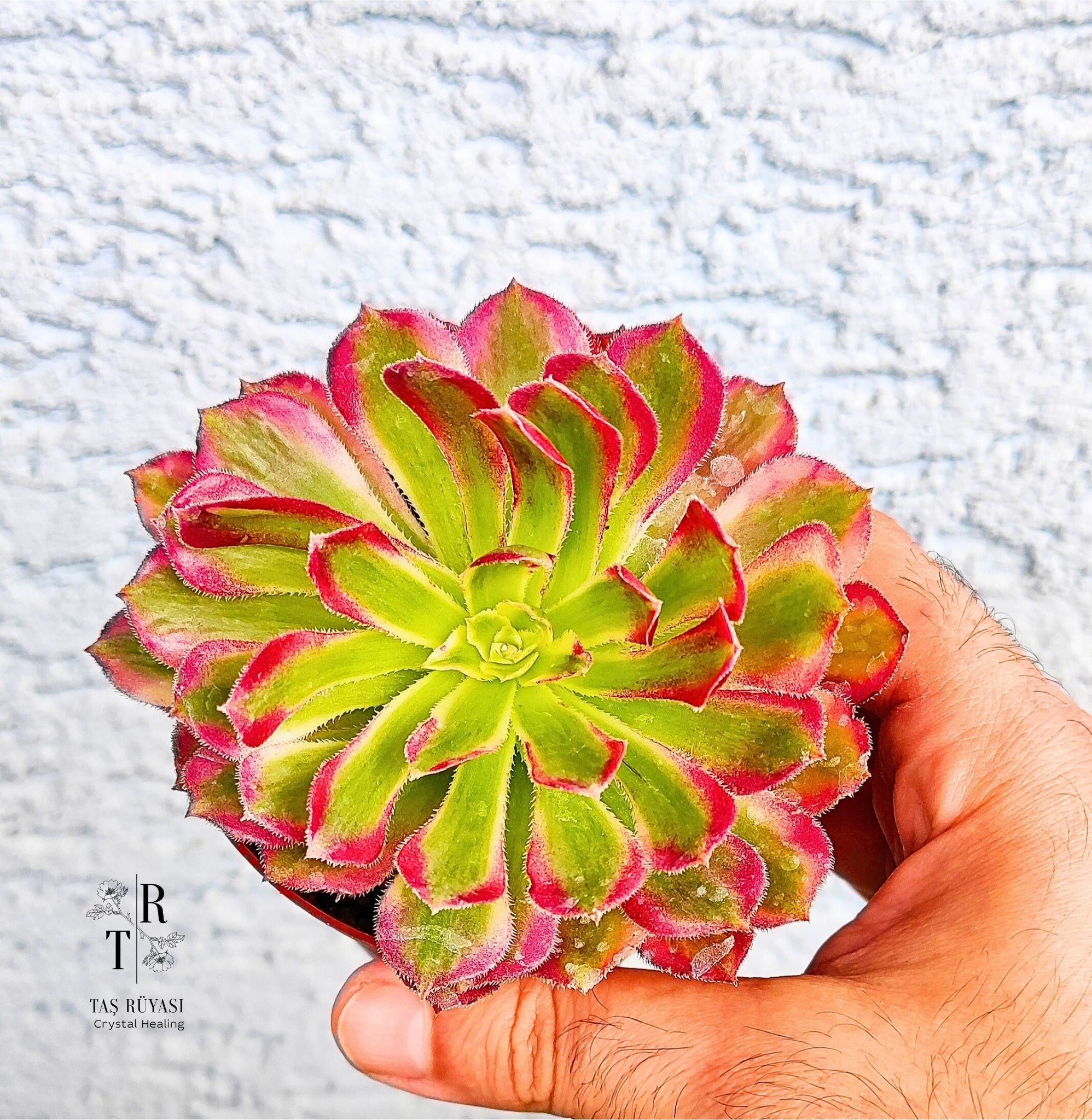 Aeonium Wu Tianji 8,5 cm