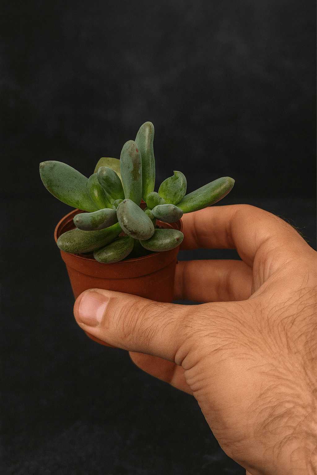 Koreli Sukulent Echeveria Cinderella