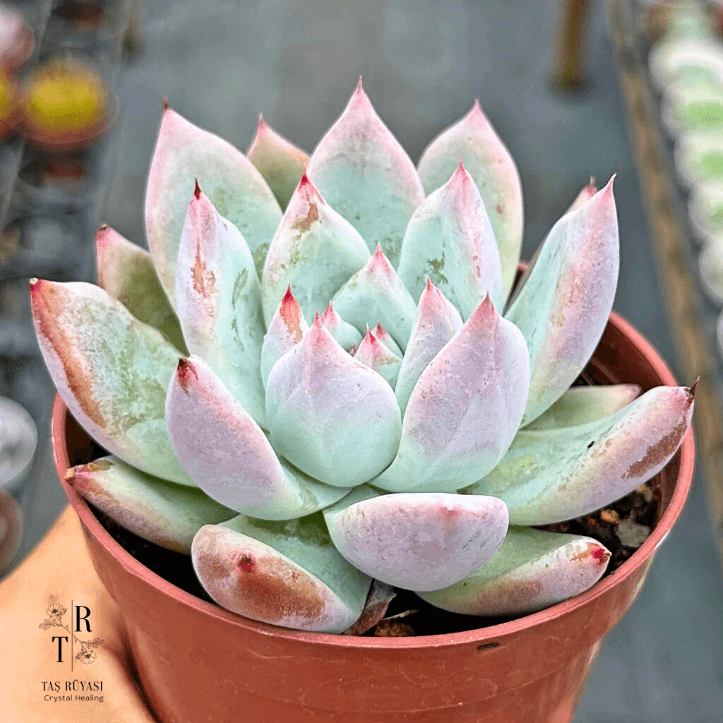 Echeveria Colorata Tapalpa
