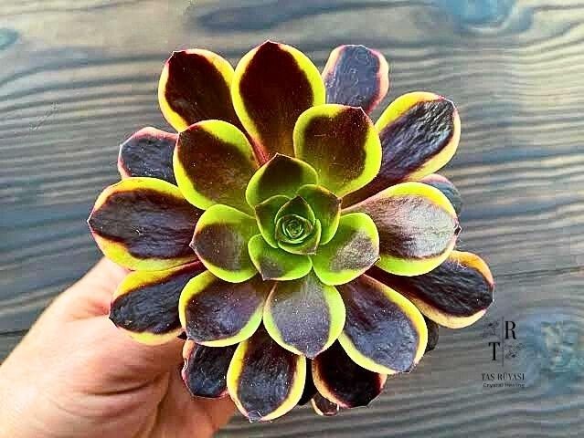 Aeonium Superbum 8,5 cm Saksıda