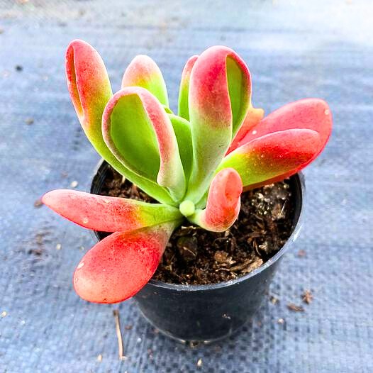 Kalanchoe Luciae 8,5 Cm Saksı