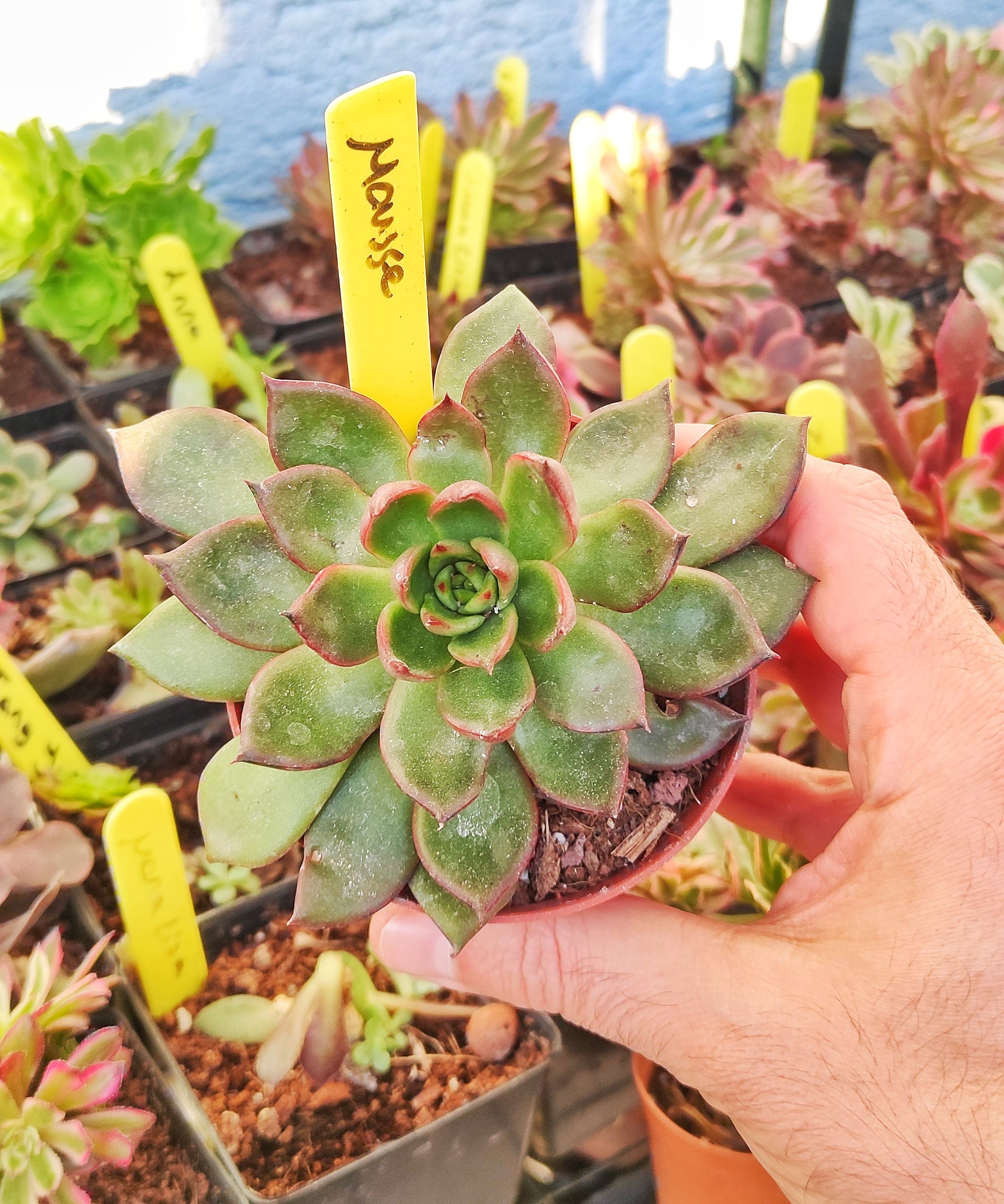 Echeveria Mousse 8,5 cm Saksıda