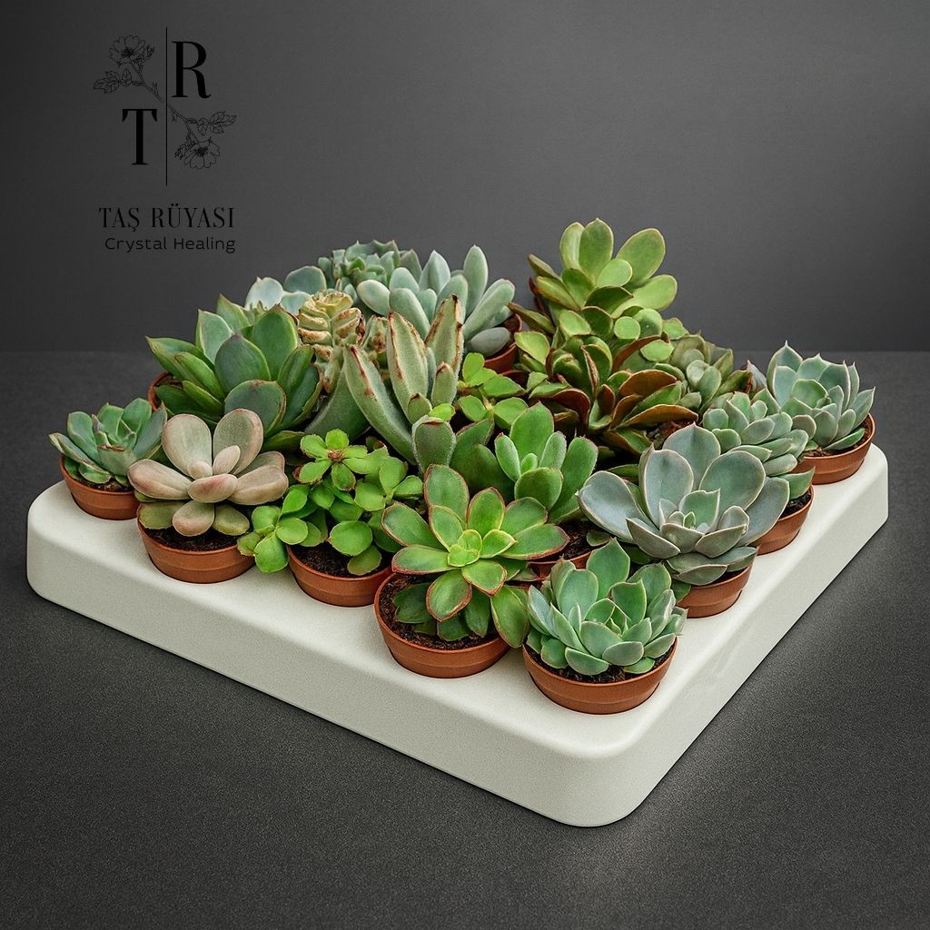 20 Farklı Sukulent Çiçek ( 5.5 Cm Saksı)