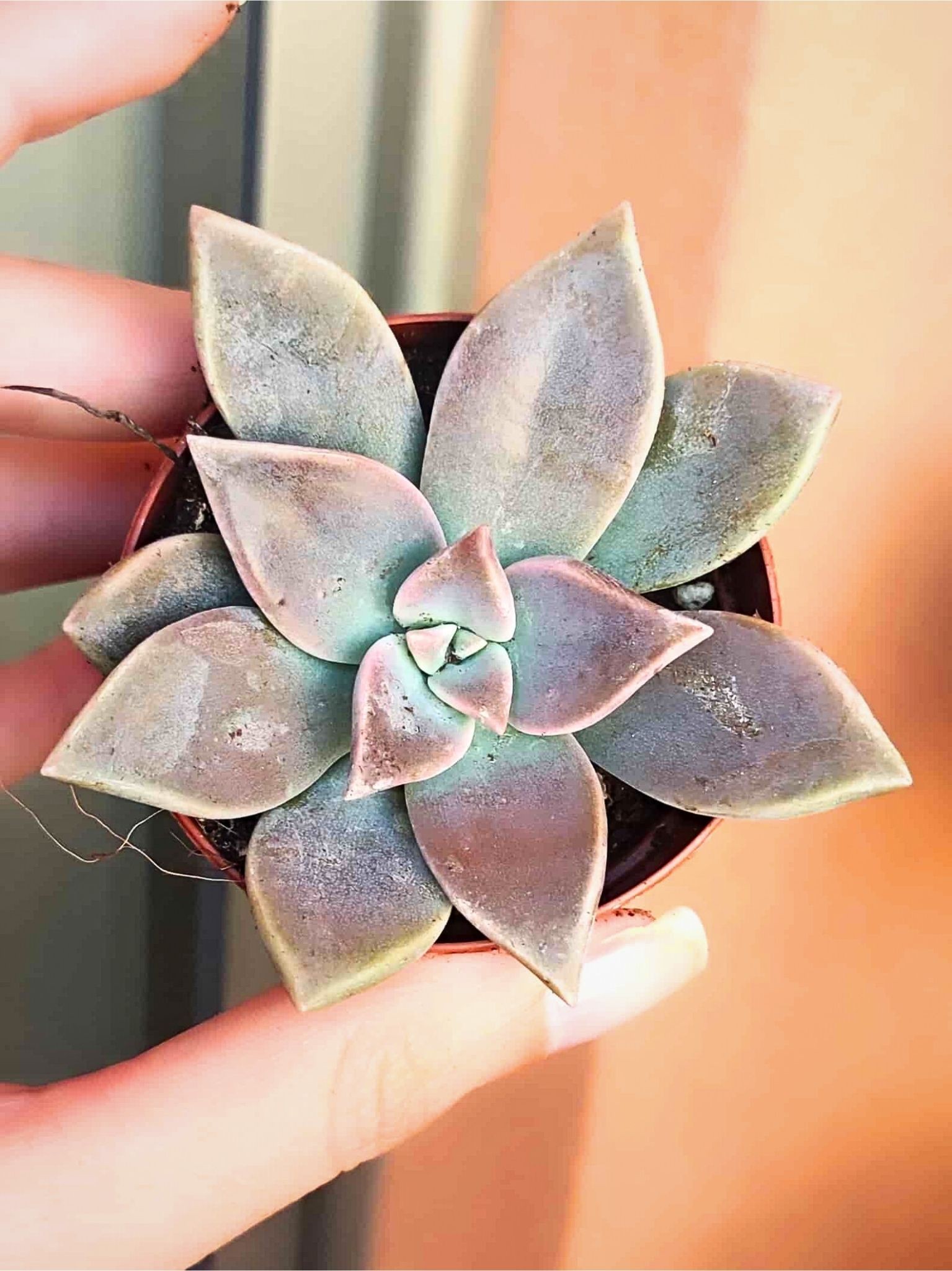 Graptopetalum Paraguayense 5,5 cm