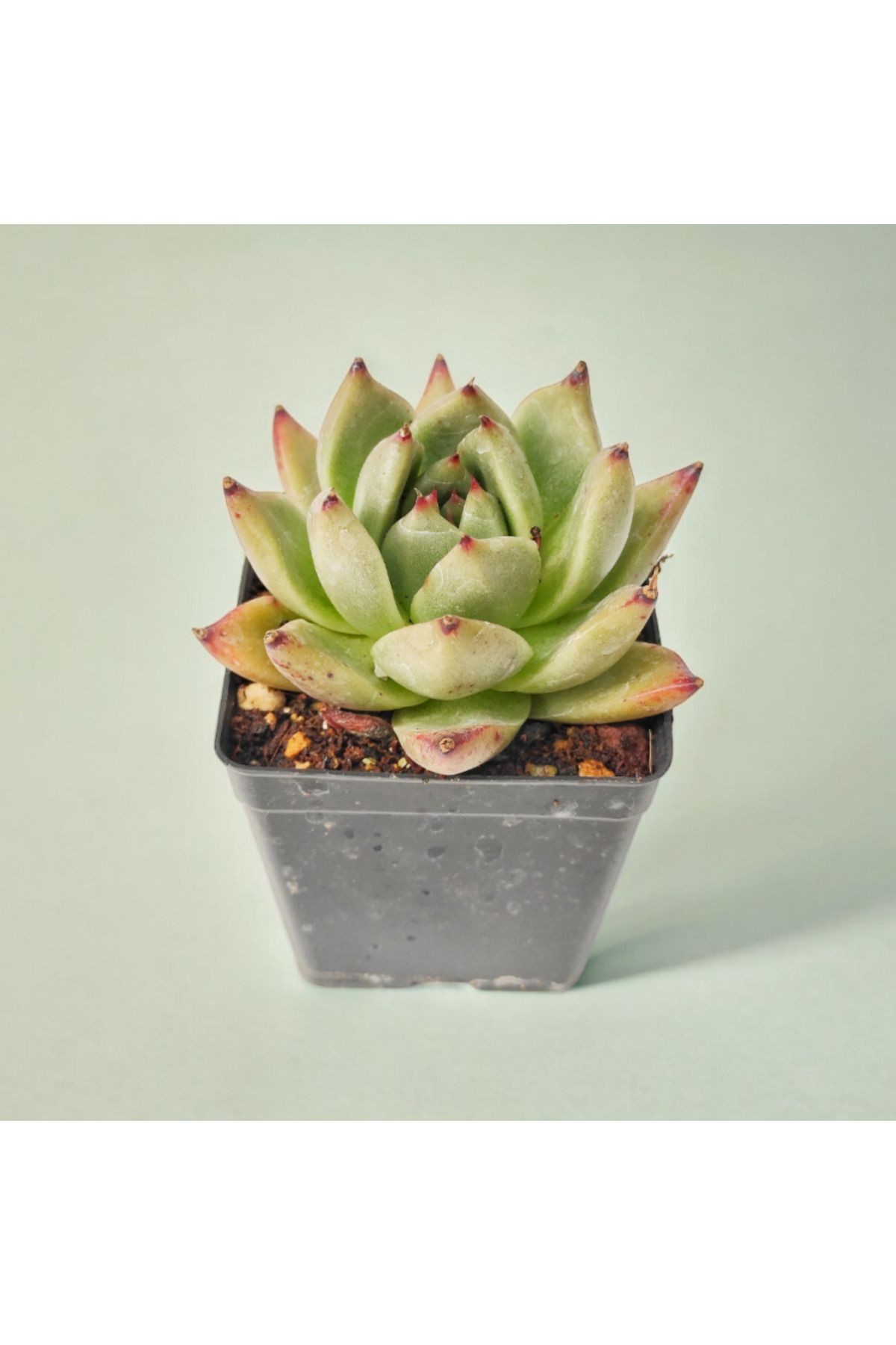 Özel Koreli Echeveria Sp