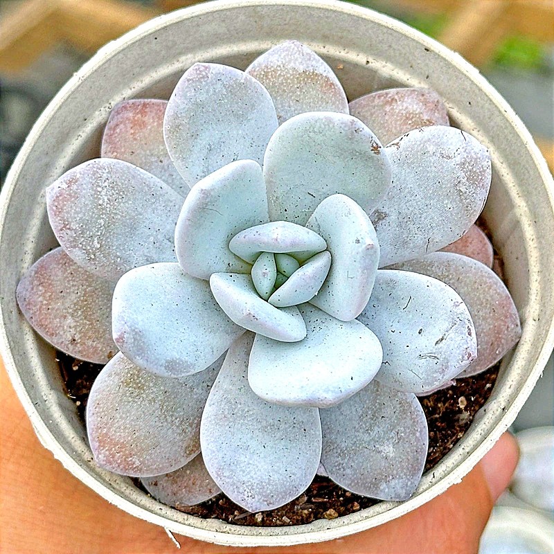 Echeveria Lauii 8,5 cm 