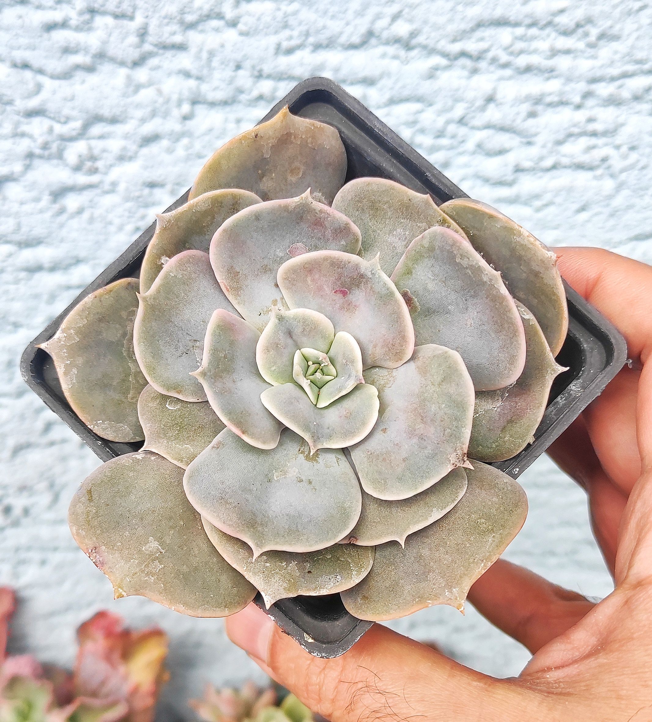 Echeveria Pollux 