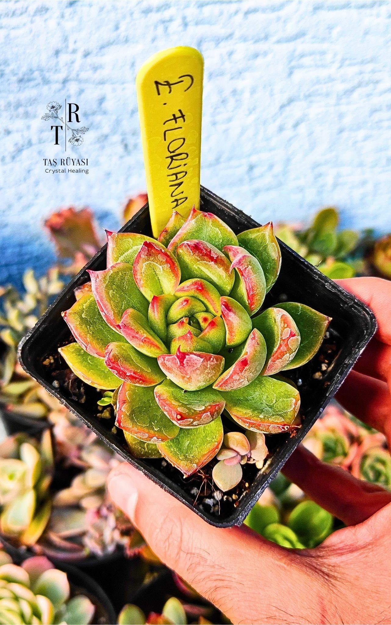 Koreli İthal Echeveria Floriana